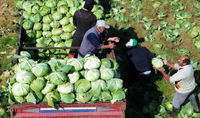 Bafra Ovası'nda lahana mesaisi bitiyor