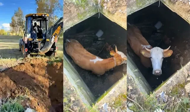 Dinamit deposu çukuruna düşen inek, 8 gün sonra kurtarıldı