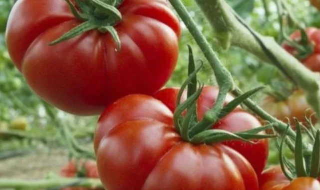 Dünyanın En İyi Domatesleri Belli Oldu: Türkiye Kaçıncı Sırada?