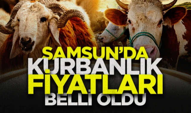 Havza Hayvan Pazarı'nda Kurbanlık Fiyatları Belli Oldu