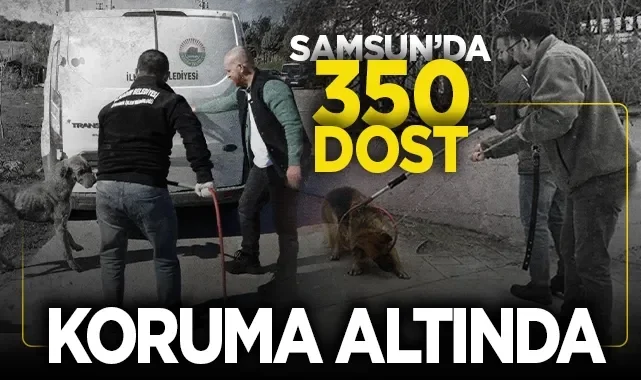 İhsan Kurnaz'dan Sokak Hayvanları İçin İlçelere Çağrı