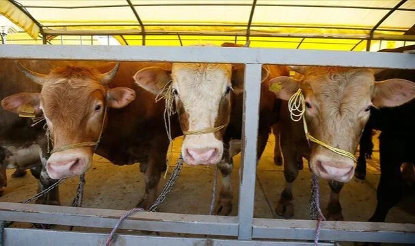 Kurban Bayramı'na kaç gün kaldı?