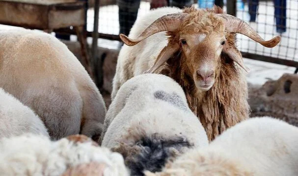 Kurban Bayramı ne zaman başlıyor? hangi güne denk geliyor? 