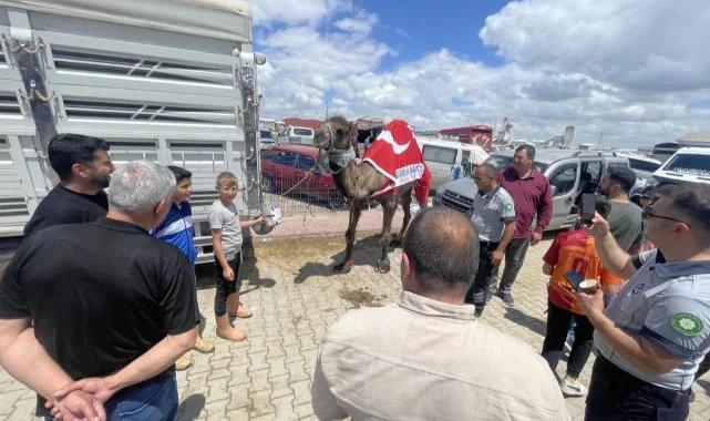 Kurban pazarının gözdesi deve 330 bin TL’ye satıldı