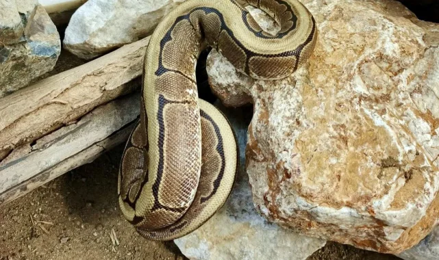 Ordu'da Kaçak Piton Operasyonu