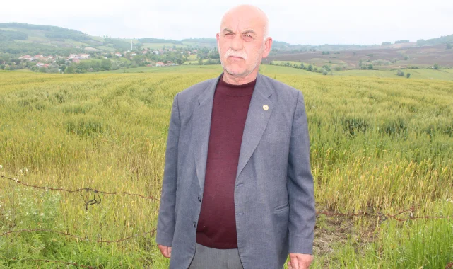 Osman Tosuner rekolte beklentisini açıkladı: Bafra Ovası hububat hasadına hazırlanıyor