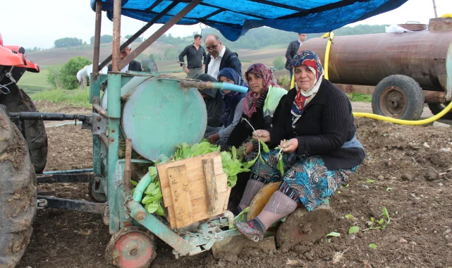 Samsun Bafra Ovası'nda tütün dikimi başladı