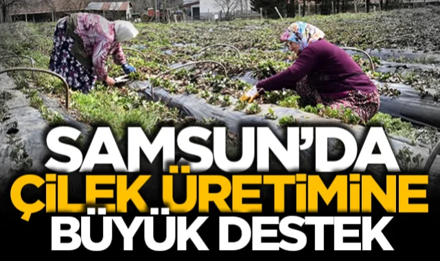 Samsun Büyükşehir Belediyesi'nden üreticiye tam paket destek: Dürtmen Yaylası çilek üretim merkezi oluyor