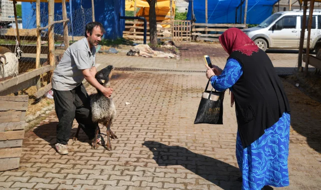 Samsun'da besicilerin kurbanda da mesaisi sürüyor