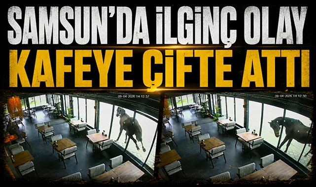 Samsun'da ilginç olay: Yılkı atı kafeye çifte attı