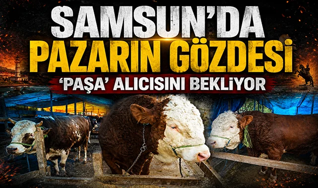Samsun'da kurban pazarının gözdesi 'Paşa': 1,3 tonluk boğa alıcısını bekliyor