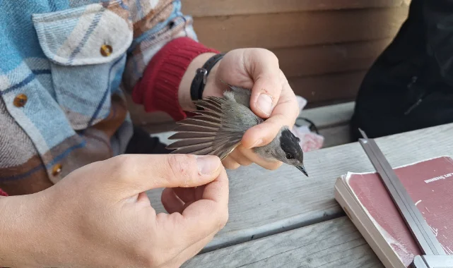 Samsun'da Kuşların Göç Yolculuğu Kayıt Altına Alınıyor