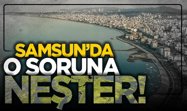 Samsun Kurupelit Marina'daki deniz marulu sorununa neşter vuruluyor