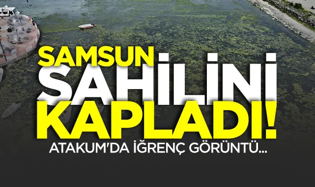 Samsun sahilini kapladı! Atakum'da iğrenç görüntüler