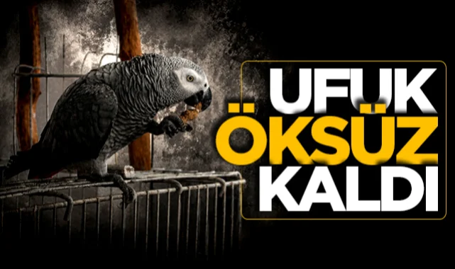 Samsun'un konuşan ünlü papağanı Ufuk öksüz kaldı!