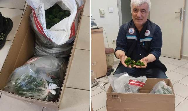 Şaşkına çeviren operasyon: Yolcu otobüsünde 2 bin adet canlı yeşil alg ele geçirildi