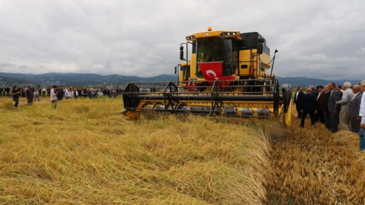 Alaçam’da çeltik hasadı başladı