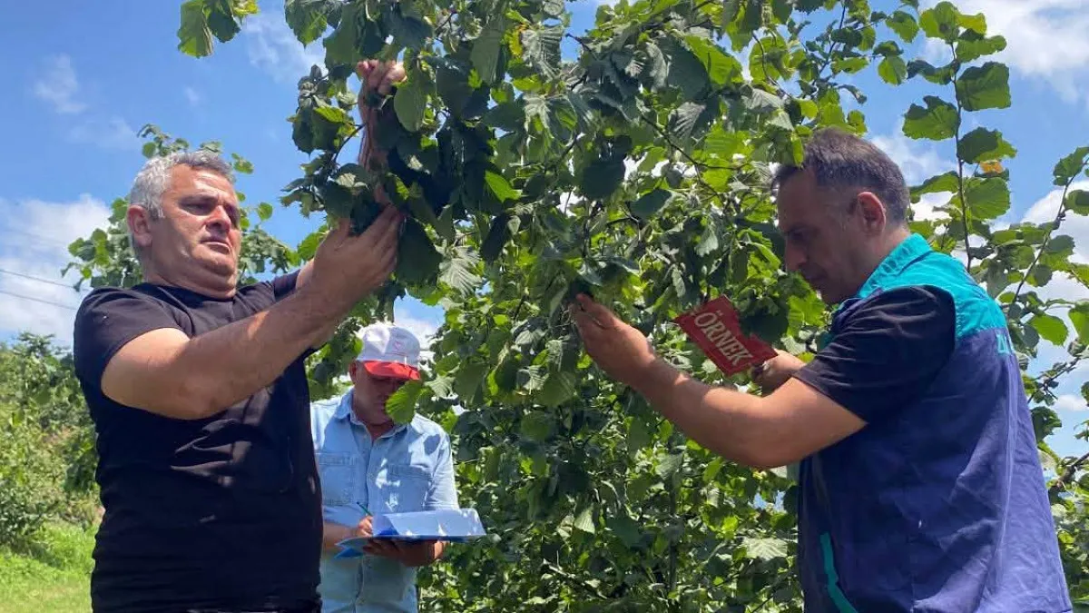Ayvacık’ta fındık  rekolte tespiti yapıldı