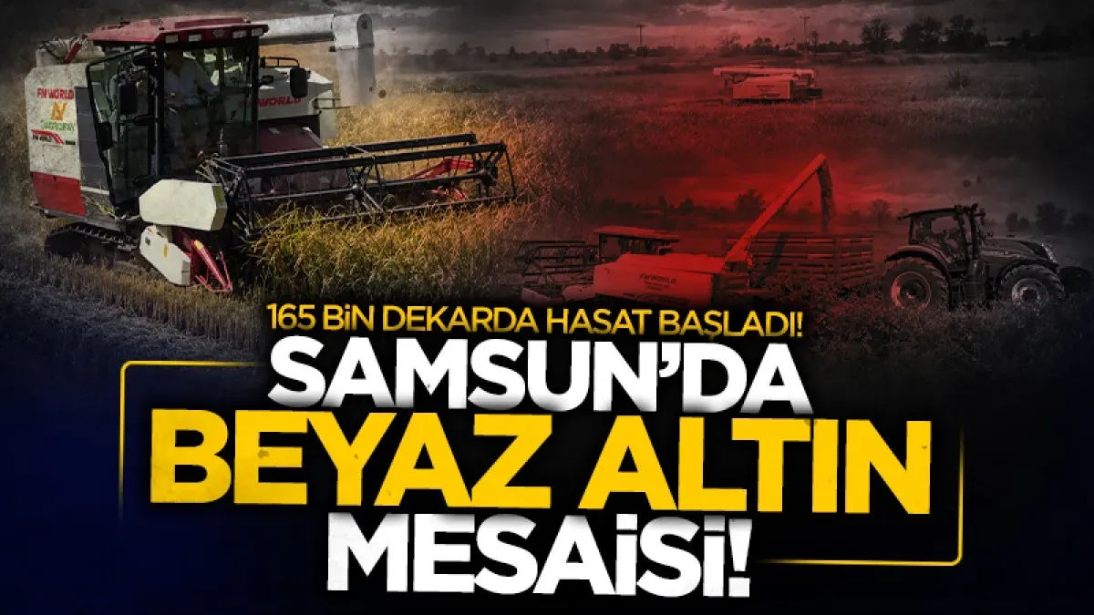 Bafra Ovası’nda çeltik hasadı başladı: 165 bin dekarda üretim