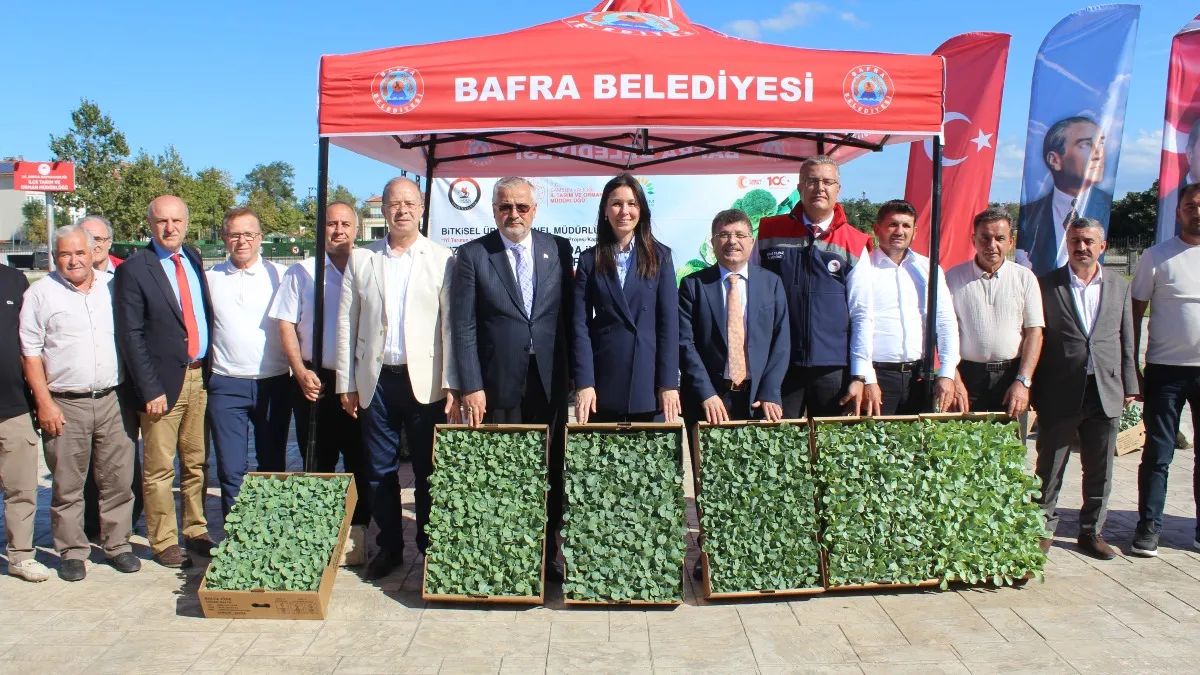 Bafra Ovası'nda üreticilere 266 bin kışlık sebze fidesi desteği