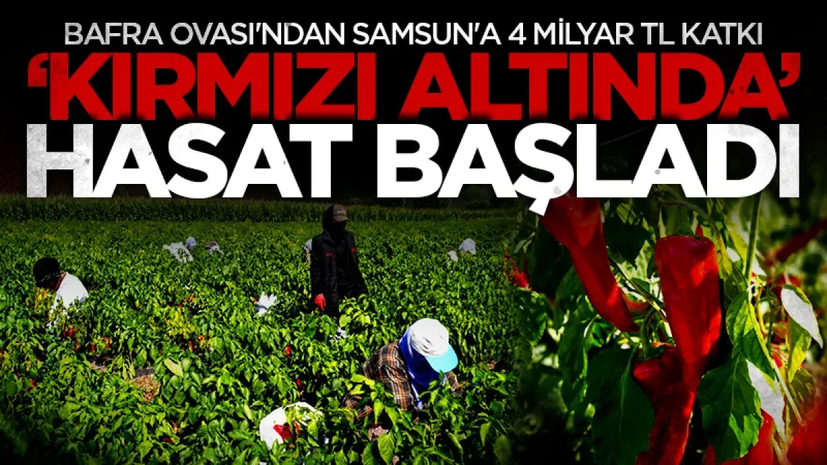 Bafra’nın “kırmızı altını”nda hasat başladı: Samsun'a 4 milyar TL katkı