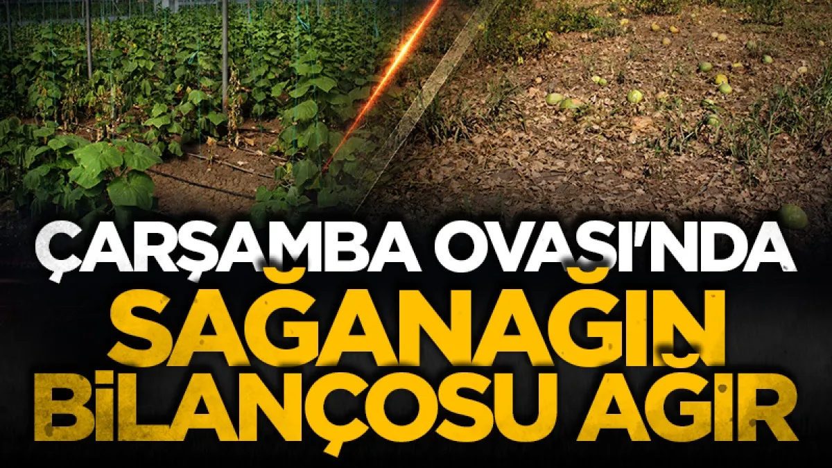 Çarşamba Ovası'nda sağanağın bilançosu ağır