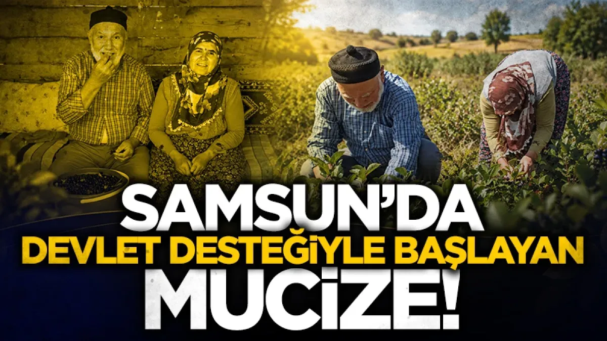 Emekli çift devlet desteğiyle aronya bahçesi kurdu: Havza’da alternatif tarıma örnek oldular