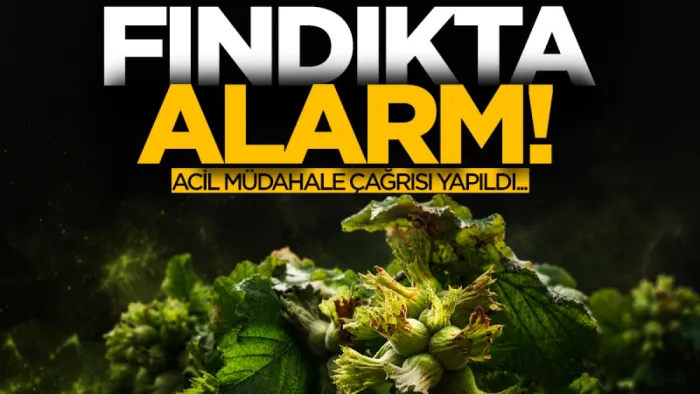 Fındık üreticilerine kritik uyarı: Külleme hastalığı riski arttı