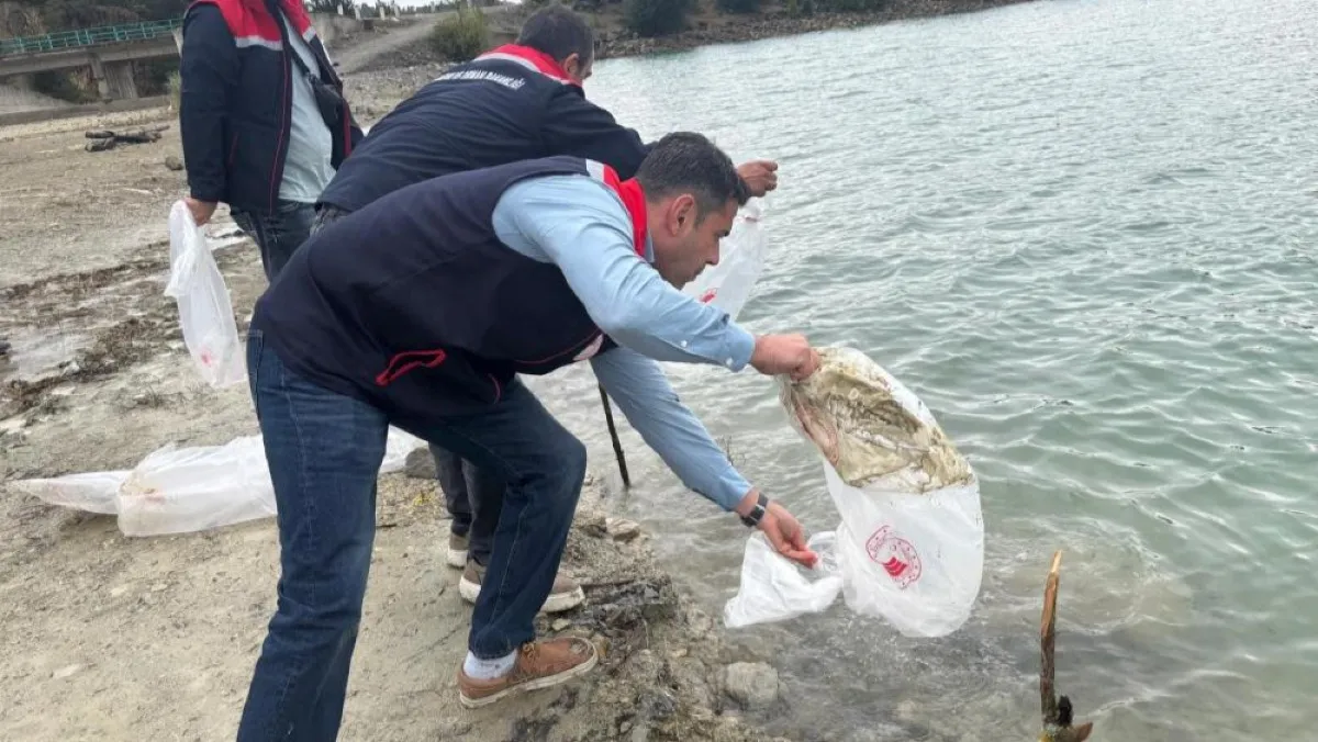 Havza’da 6 gölete yavru sazan salındı