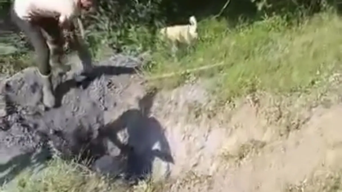 Merada otlayan inek çukura düştü, güçlükle kurtarıldı