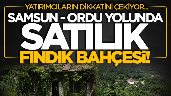 Ordu'da satılık fındık bahçesi! Değeri milyonları buluyor...