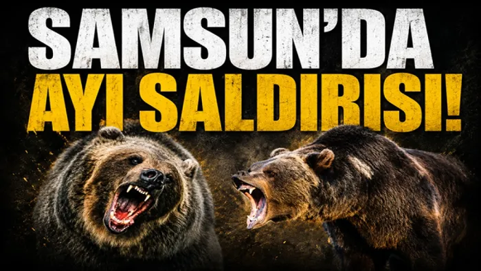 Samsun'da ayı saldırısı!