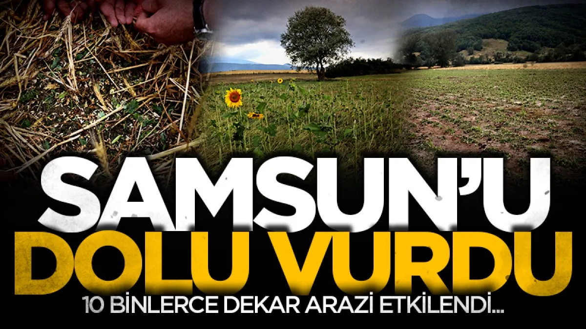Samsun'da dolu afeti 40 bin dekar tarım arazisini vurdu