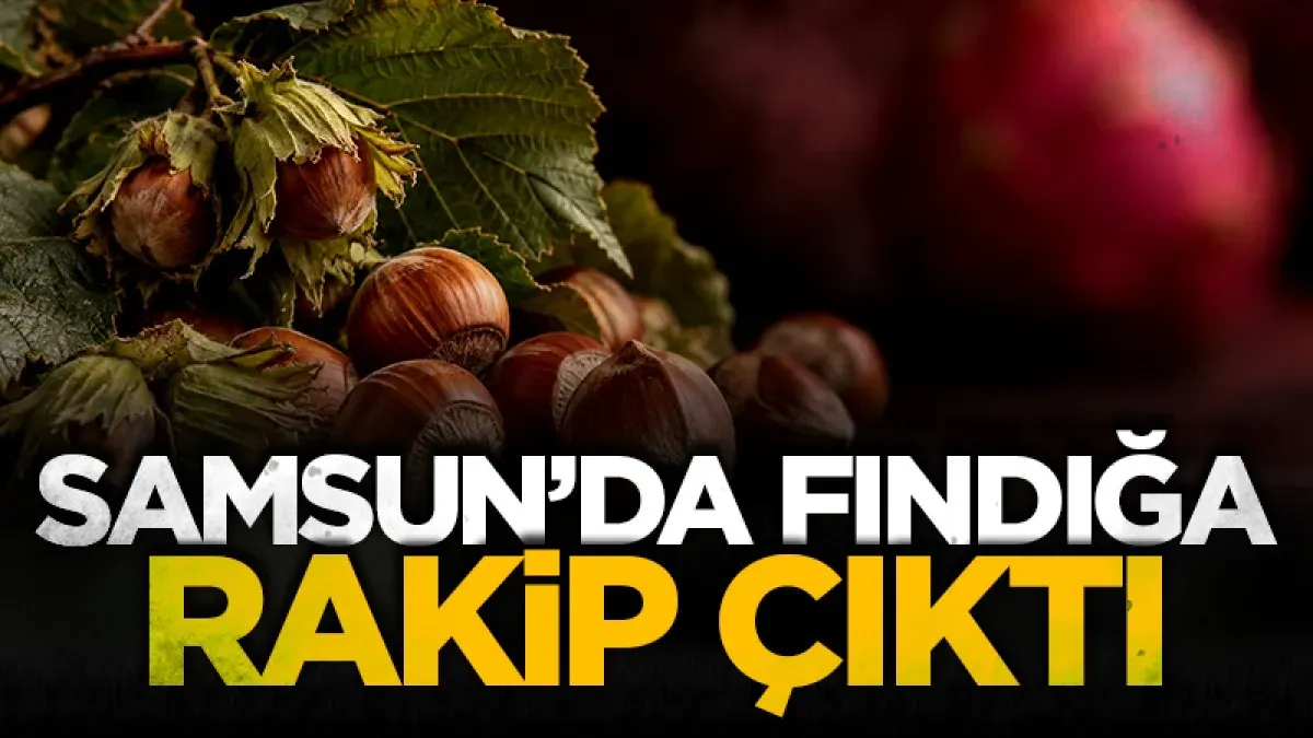 Samsun'da fındığa rakip çıktı! Ejder meyvesi üreticisine yüksek kazanç