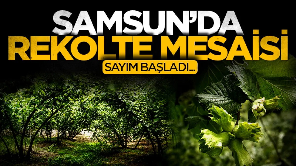 Samsun'da fındıkta rekolte mesaisi: Bahçelerde sayım başladı