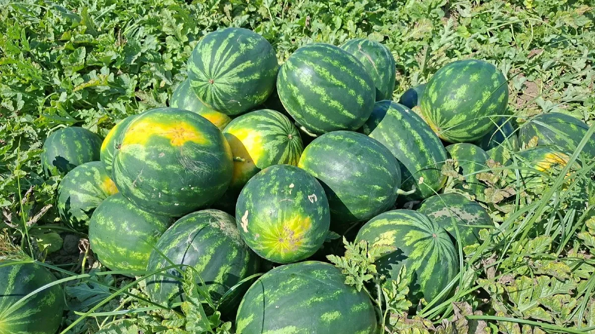 Samsun'da karpuzun tanesi tarlada 5 lira