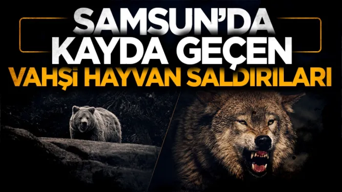 Samsun'da kayda geçen vahşi hayvan saldırıları...
