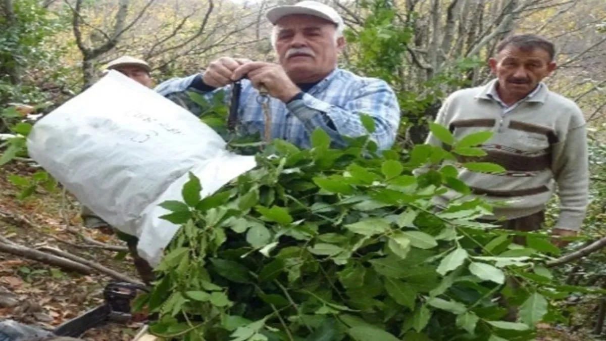 Samsun’da orman köylüsüne yeni gelir kapısı