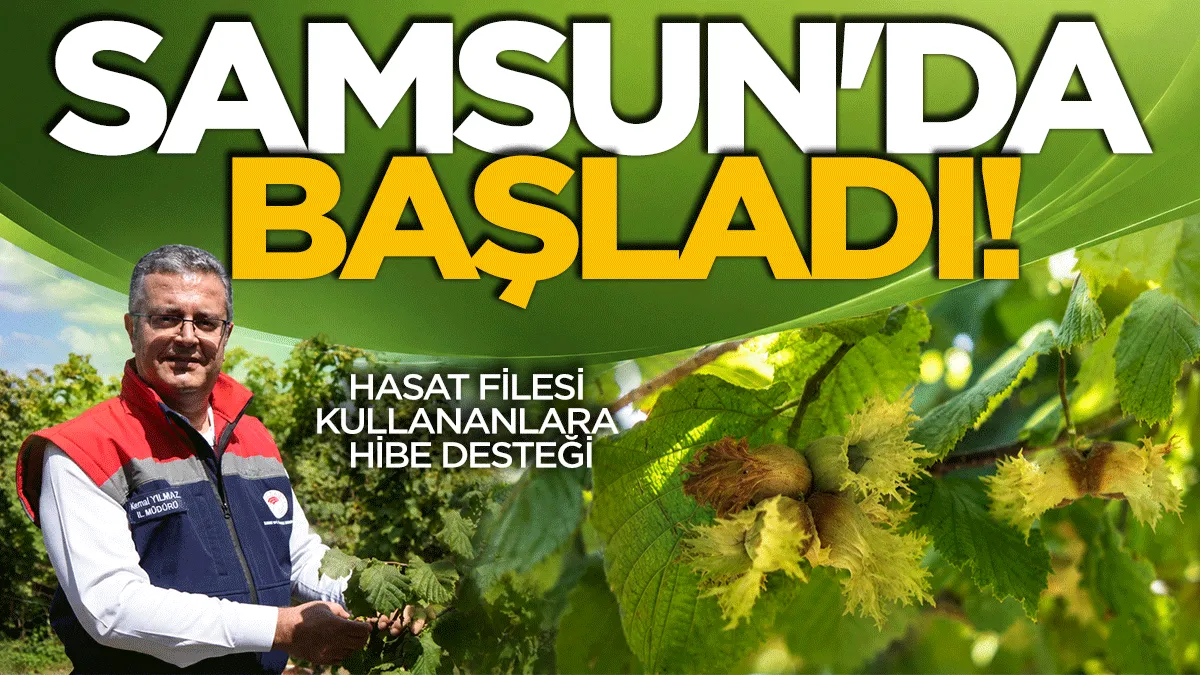 Samsun’da orta kesim fındık hasadı başladı