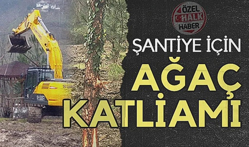  Samsun'da Şantiye İçin Ağaç Katliamı