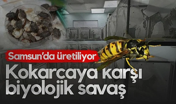Samsun'da Üretiliyor: Kahverengi Kokarcaya Karşı Biyolojik Savaş