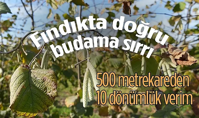 Fındıkta Doğru Budama Sırrı: 500 Metrekareden 10 Dönümlük Verim