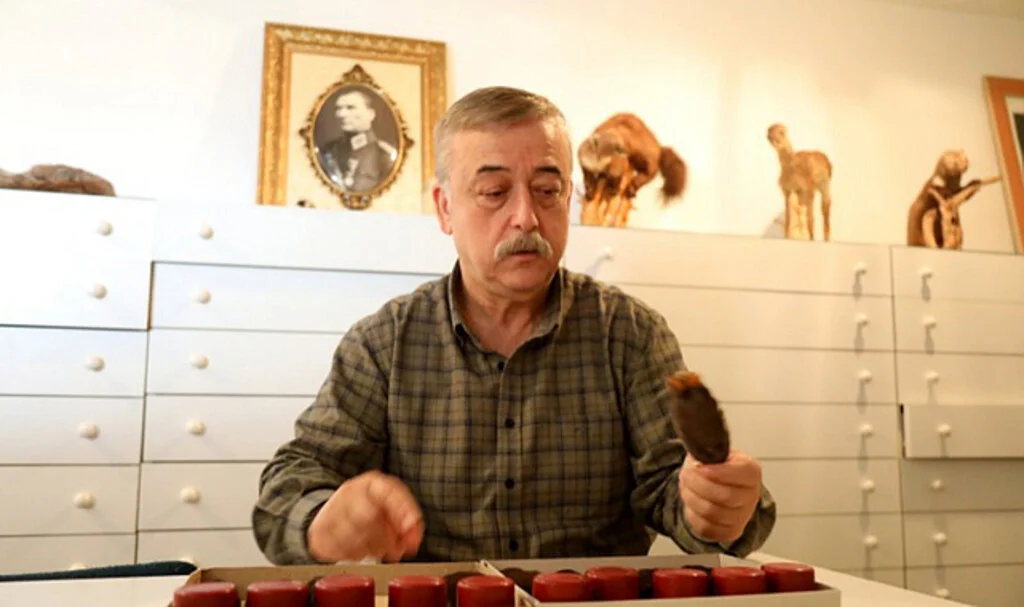 Batı Karadeniz Bölgesi'nde Yayılış Gösteren Köstebek Familyasının Alt Türü Keşfedildi