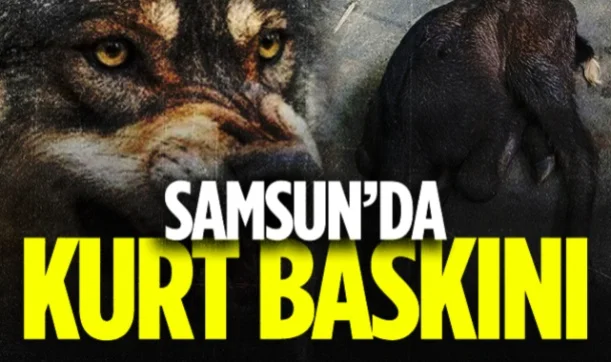 Samsun'da Kurt Baskını: Çiftçiler İsyan Etti