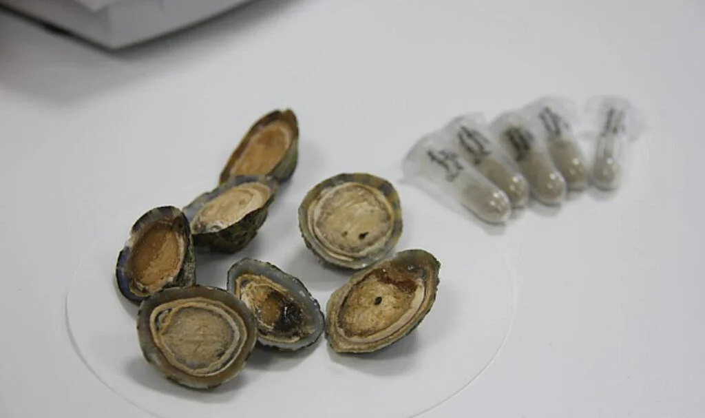OMÜ'de Deniz Salyangozundan Kanser İlacı Adayları Ürettiler