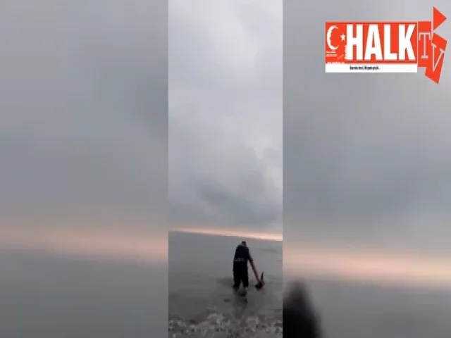 Samsun'da Kıyıya Vuran Yunus Kurtarıldı