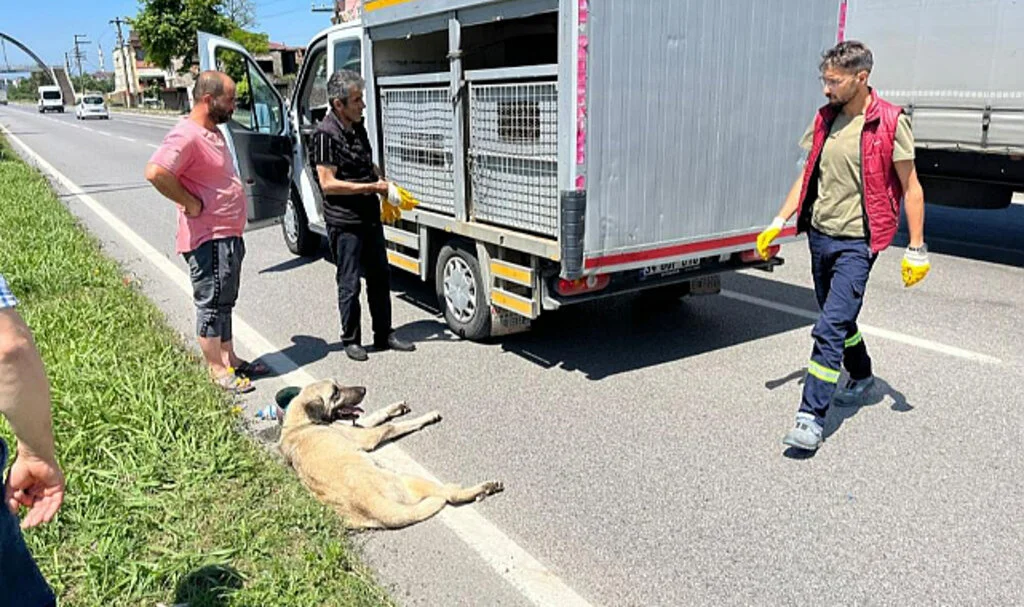 Samsun'da Yaralı Köpek İçin Seferber Oldular