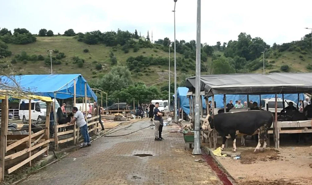Samsun'da Elde Kalan Kurbanlıklar İçin Besicilerin Mesaisi Devam Ediyor