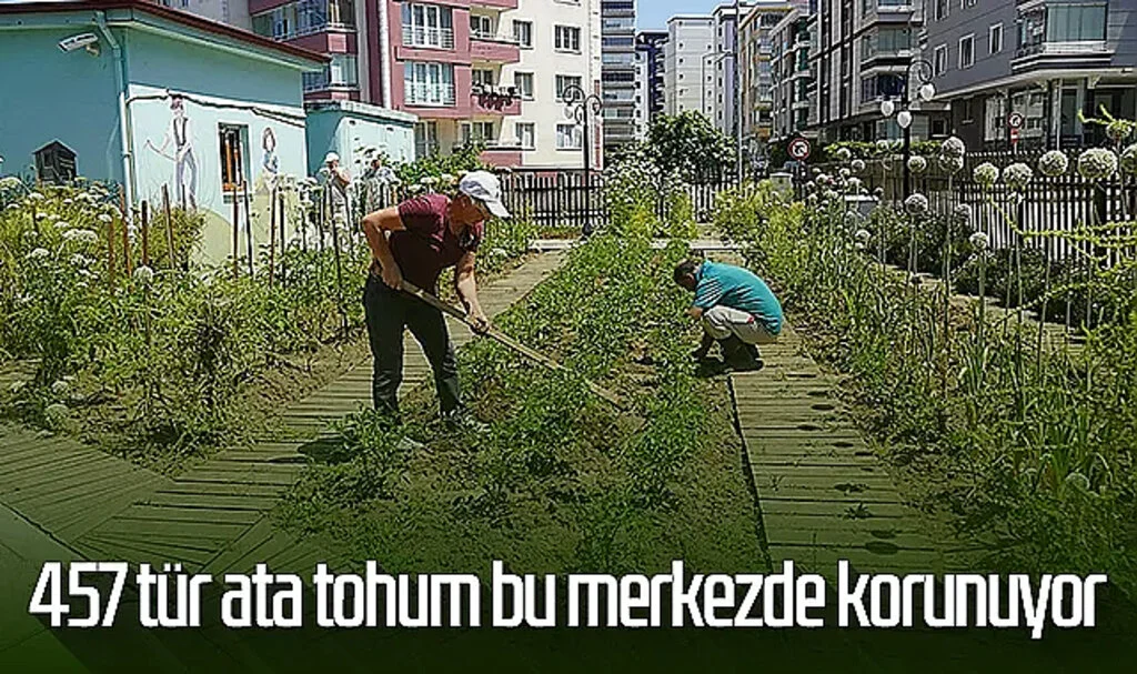 457 tür ata tohum Atakum'daki bu merkezde korunuyor