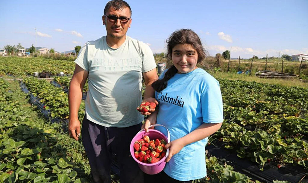 Samsun Kavak'ta Bu Çilek Pazara İnmeden Satılıyor